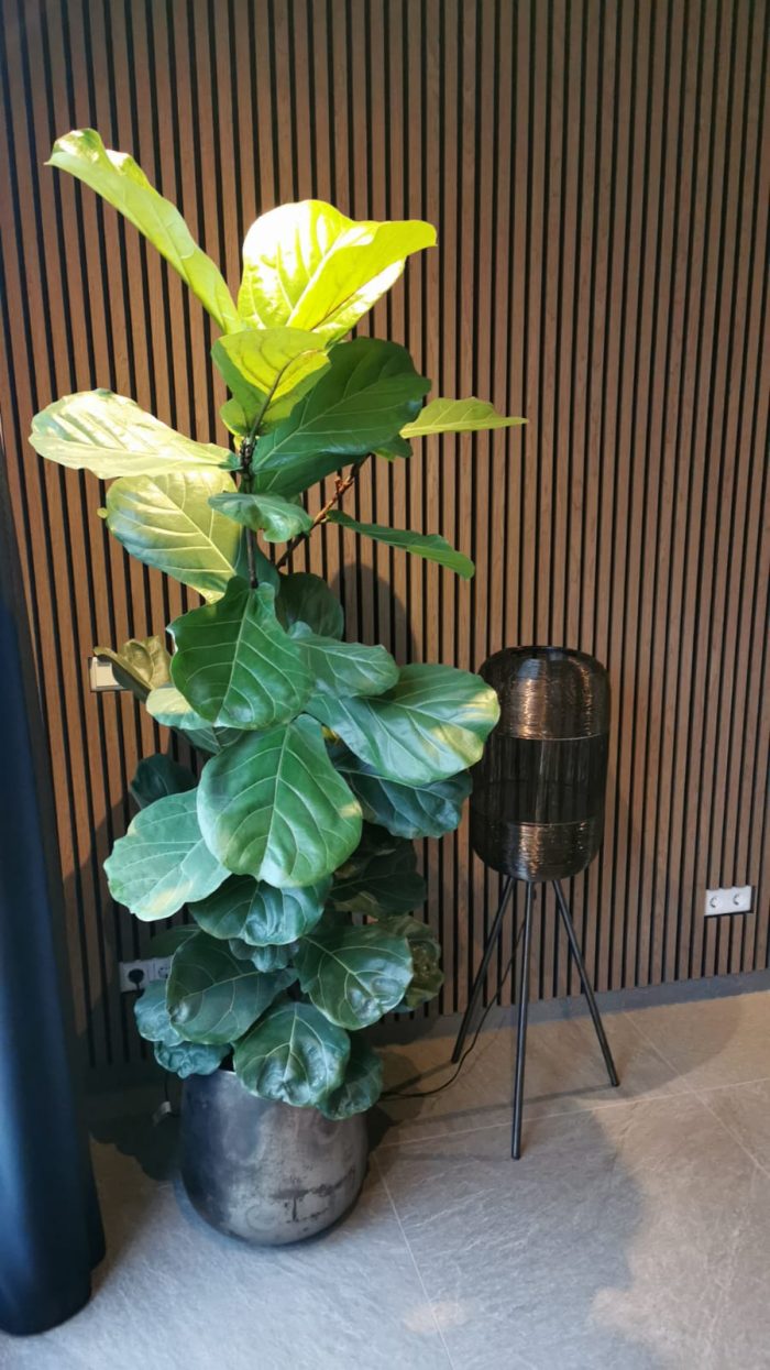 Akupanel 'Walnoot' 270x60cm - WoodzZz - Afbeelding 6